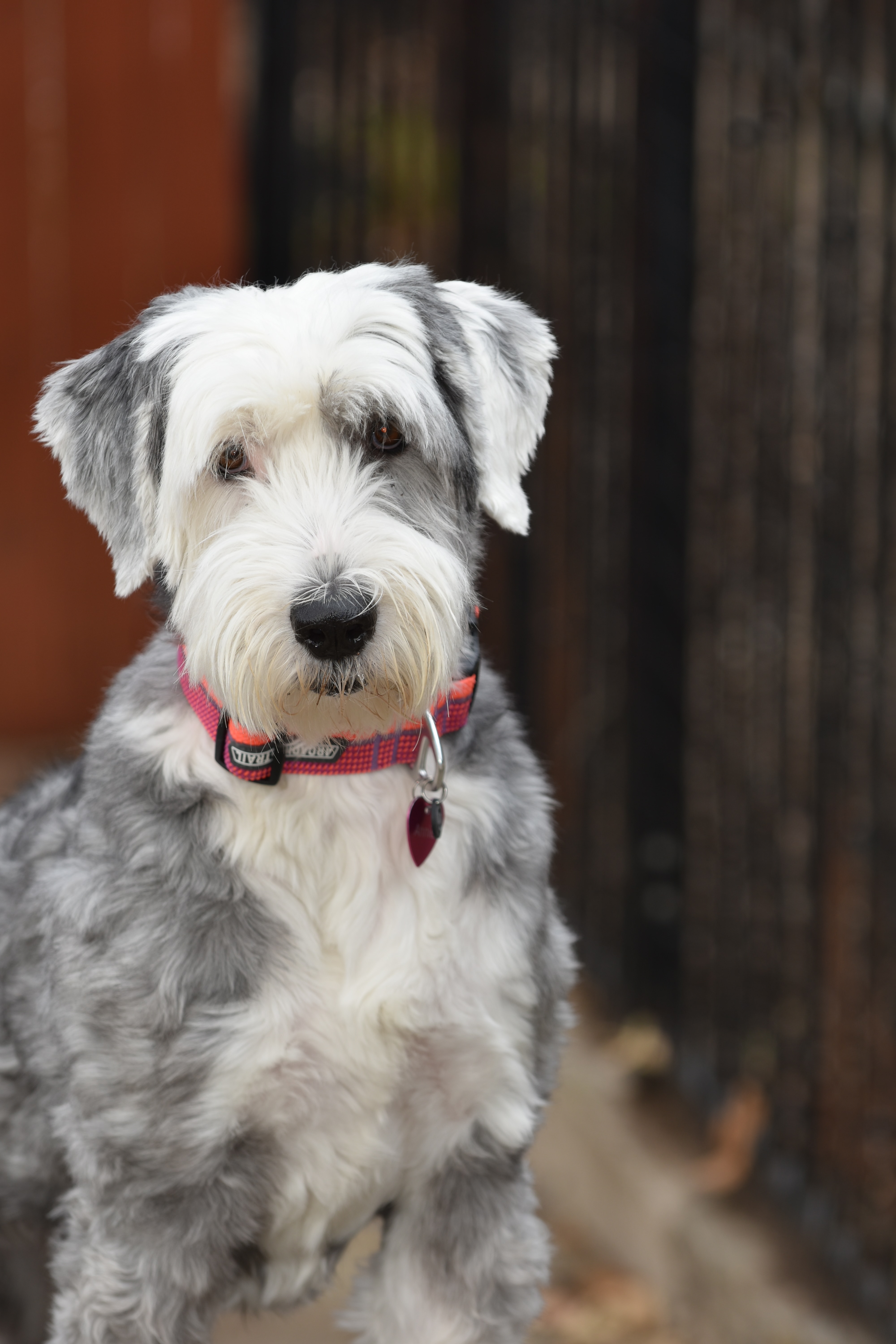 Mini sheepdog outlet poodle